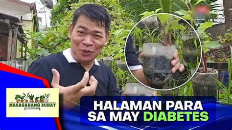 Insulin plant sagot sa 15 milyong Pinoy na may diabetes.